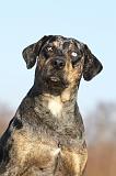 CATAHOULA 028